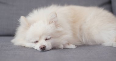 Pomeranian köpek kanepede uyuyor 