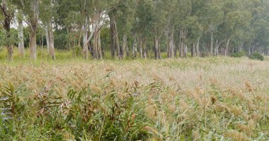 Sonbahar sezonu, güzel manzara