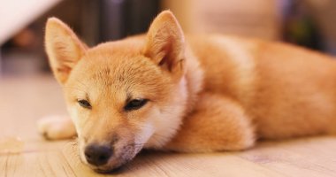 Shiba Inu köpek katta uyuyan 