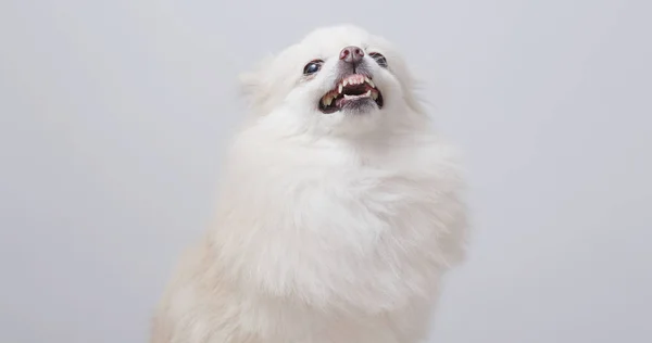 Vita Pomeranian Hund Bli Arg — Stockfoto