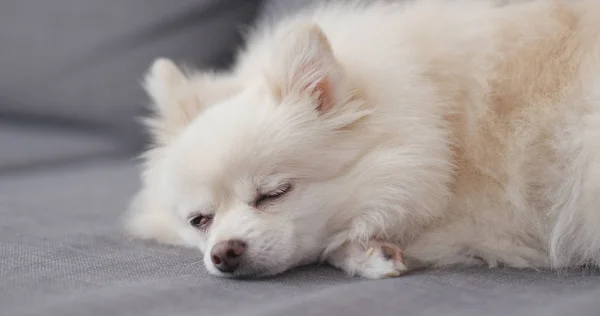 Chien Poméranien Blanc Dormant Sur Canapé — Photo