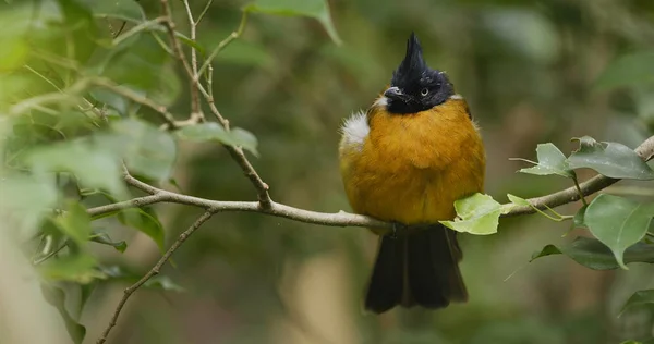 Svart Crested Gul Bulbyl — Stockfoto