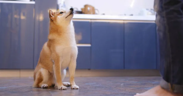 Shiba Inu Hund Gibt Hand Für Snack Vom Besitzer — Stockfoto