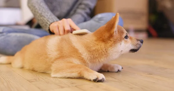 Küçük Shiba Köpek Yavrusu Fırça Saç Evde — Stok fotoğraf