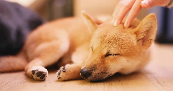 Pet Pemilik Belaian Pada Anjing Kecil Shiba Inu Anjing — Stok Foto