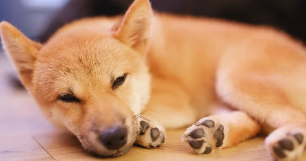 Durmiendo Shiba Dog Casa — Foto de Stock