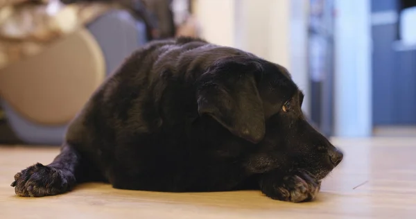 Black Labrador Retriever Descansar Casa — Fotografia de Stock