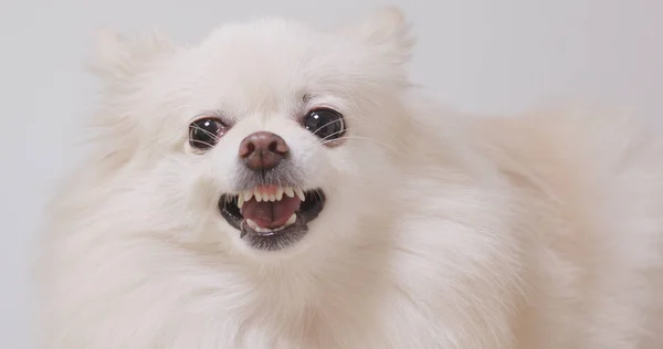 Angry Pomeranian Cão Branco — Fotografia de Stock