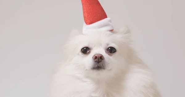 White Pomeranian Dog Santa Claus Hat — Stock Photo, Image