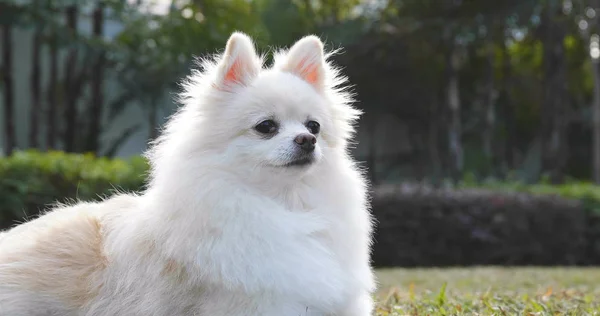 屋外の公園で白いポメラニアン犬 — ストック写真
