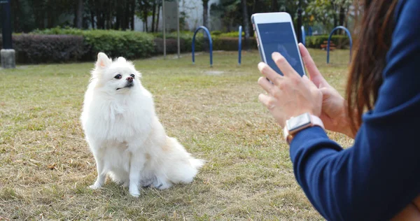 Het Nemen Van Foto Pommeren Hond Stadspark — Stockfoto