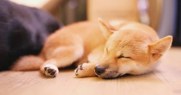 Маленькая Шиба Собака Спит Полу — стоковое фото