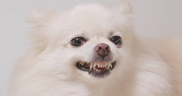 Blanco Pomerania Perro Enojado — Foto de Stock