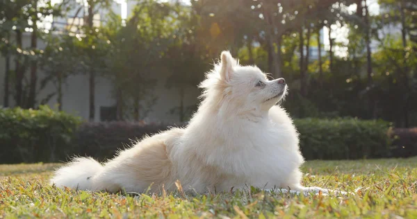 Pommerscher Hund Liegt Auf Gras — Stockfoto