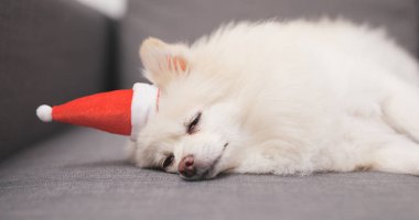 Kanepenin üzerinde Santa Claus şapka ile yalan güzel Pomeranian köpek