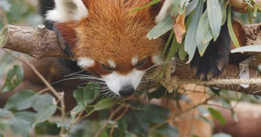 Red panda ağaç üzerinde uyuyor 