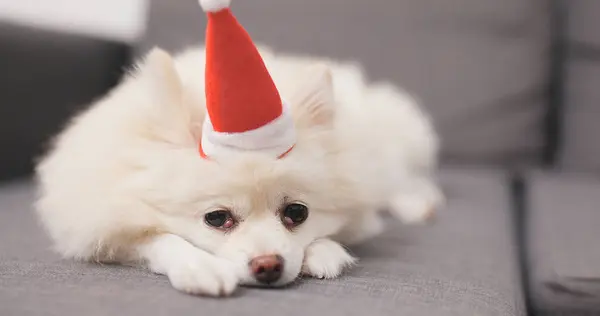 Pommerscher Hund Liegt Auf Sofa Mit Weihnachtsmann Mütze — Stockfoto