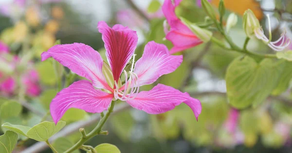 Pink Bauhinia Flowers Close — Stock Photo, Image