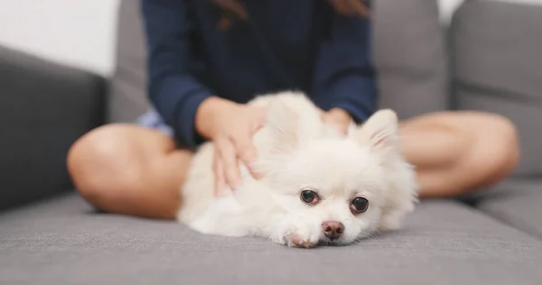 Mujer Masajeando Perro Pomerania Sofá — Foto de Stock