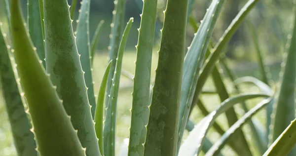 Aloe Vera Plant Close — Stock Photo, Image