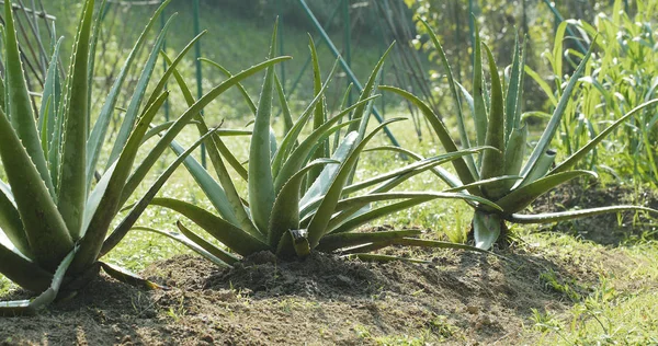 Aloe Vera Növény Mező — Stock Fotó