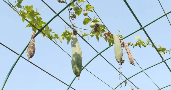 Gourd Luffa Piante Giardino — Foto Stock