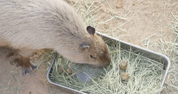 Kapibara Karmienia Trawy Zoo — Zdjęcie stockowe