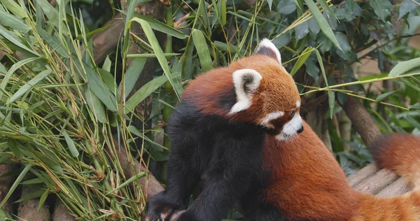 Panda Vermelho Comendo Bambu Árvore — Fotografia de Stock