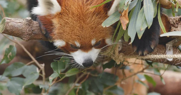 Red panda ağaç üzerinde uyuyor 