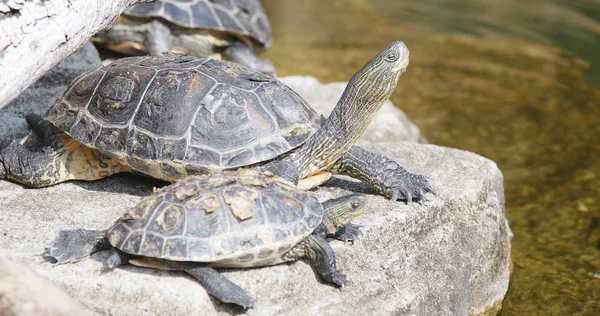 Teichschildkröten Auf Felsen Aus Nächster Nähe — Stockfoto