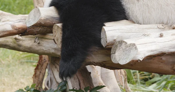 Preguiçoso Panda Dormindo Zoológico — Fotografia de Stock