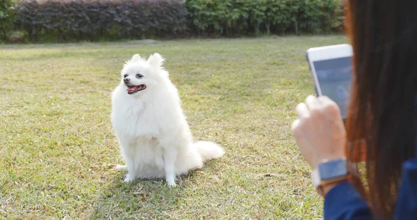 Mulher Tirando Foto Seu Cachorro Parque — Fotografia de Stock