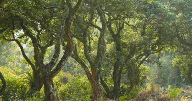 Yeşil tropikal orman ve güneş ışığı 