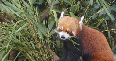 Red panda hayvanat bahçesindeki bambu ağacı yeme 