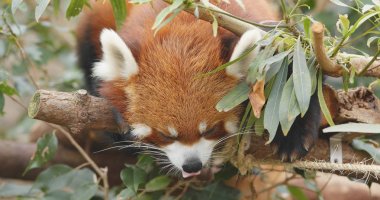 Uyuyan red panda Hayvanat Bahçesi