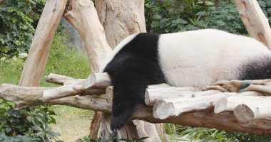 Sevimli Panda hayvanat bahçesinde uyku 