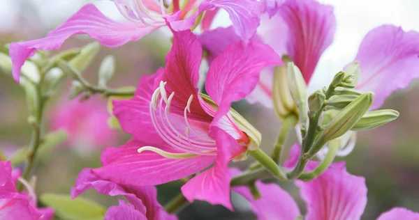 Rózsaszín Bauhinia Virágok Kert — Stock Fotó