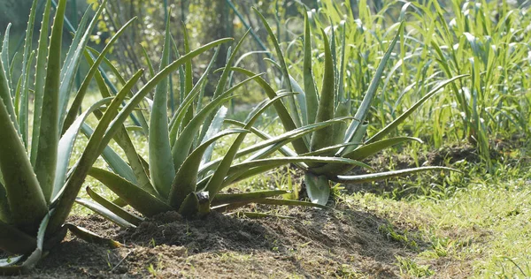 Aloe Vera Plant Farm — Stock Photo, Image