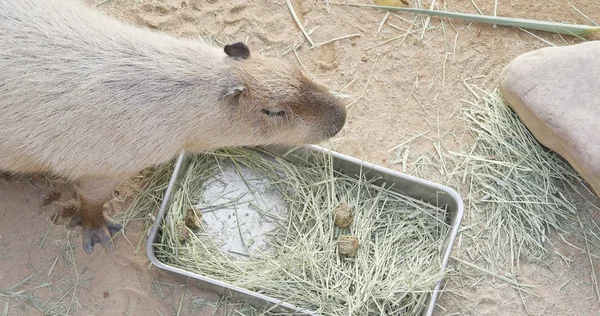 Kapybara Äter Gräs Zoo — Stockfoto