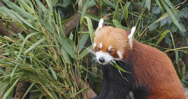 Vörös Panda Eszik Bambusz Tree Állatkert — Stock Fotó