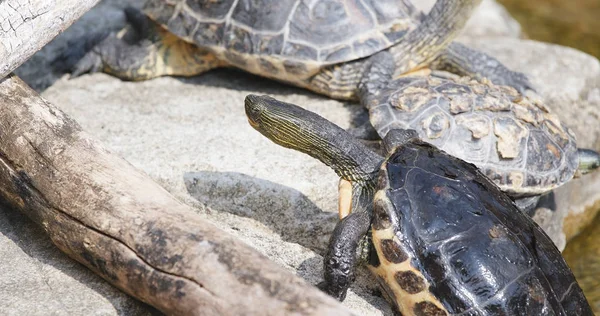 Teichschildkröten Auf Felsen Aus Nächster Nähe — Stockfoto