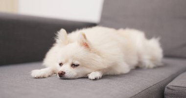 Koltukta yalan yorgun güzel köpek 