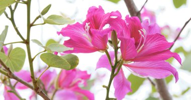 Pembe bauhinia çiçek yakın çekim 