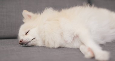 Kanepede uyuyan sevimli Pomeranian köpek 