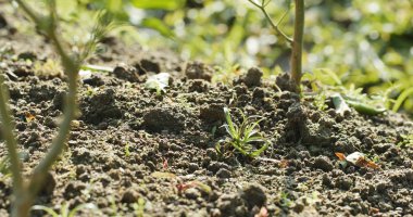 Yeni bitki çiftliğindeki büyüme 
