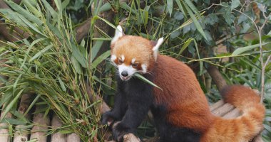 Red panda bambu yemek 