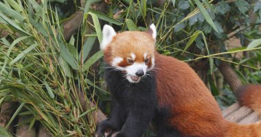 Red panda bambu yemek 