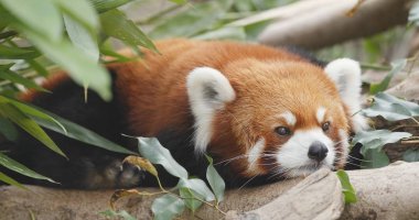 Red panda ağaç kabuğu üzerinde yalan 