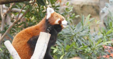 Sevimli kırmızı panda ağaç üzerinde