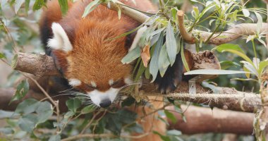 Red panda ağaç üzerinde uyuyor